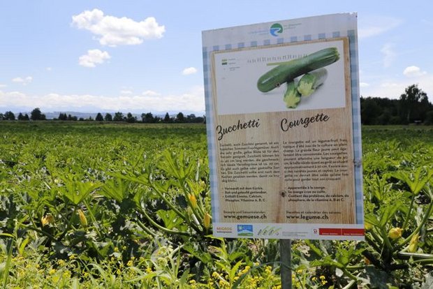 Zucchettis sind nur eine der mehr als 60 Gemüsearten im Grossen Moos. (Bild ji)