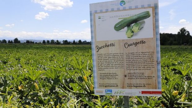 Zucchettis sind nur eine der mehr als 60 Gemüsearten im Grossen Moos. (Bild ji)
