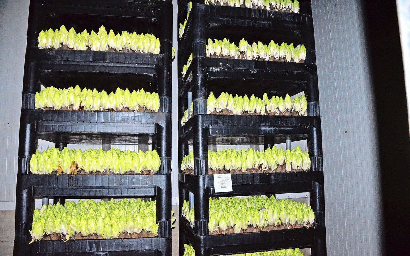 Der Biochicorée der Gamper Gemüsekulturen in Stettfurt mag es finster, feucht und kühl. 