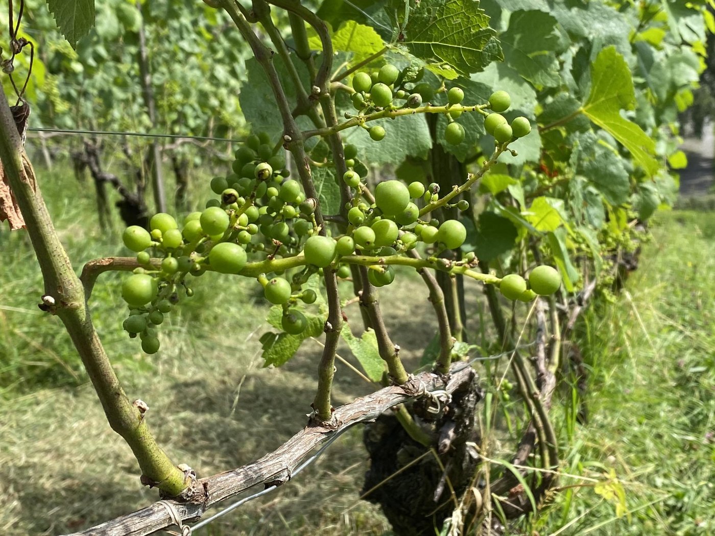 Das regnerische Wetter während der Blüte verursachte starke Verrieselungsschäden.(Bilder Fachstelle Weinbau, LZSG zVg)