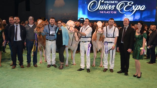 Champion Wahl (v.l.n.r.): Siegerin Jowis Incas Flavia von Erich Zingre aus Grund-Gstaad. Reserve Champion: Mr Savage Pastique von Roger Frosard aus Les Pommerats. Honorable Mention: Kolly-JL Vincent Coucoula von Ferme Kolly aus Pont-la-Ville. (Bilder Peter Fankhauser) 