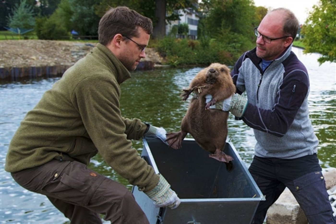 Auch in einem Fabrikkanal in Bürglen TG leben Biber. 2015 mussten sie wegen Kanal-Sanierung vorübergehend umziehen. (Bild Klaus Robin / Habitat AG) 