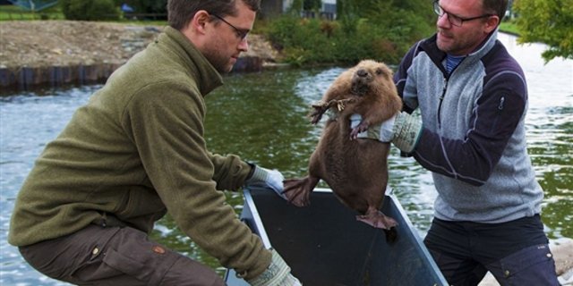 Auch in einem Fabrikkanal in Bürglen TG leben Biber. 2015 mussten sie wegen Kanal-Sanierung vorübergehend umziehen. (Bild Klaus Robin / Habitat AG) 