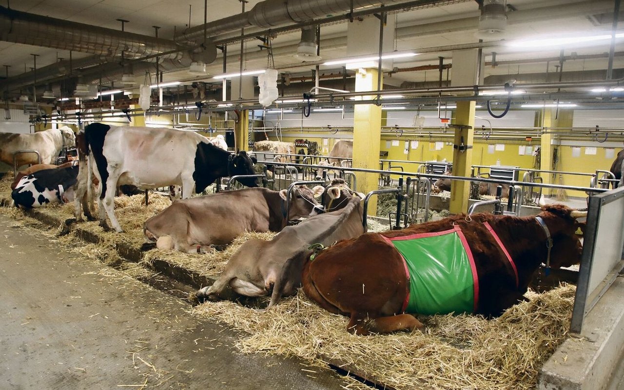 Hier im Stall ist Platz für stationär behandelte Rinder, Kühe und Stiere – ein durchaus angenehmes Krankenzimmer.