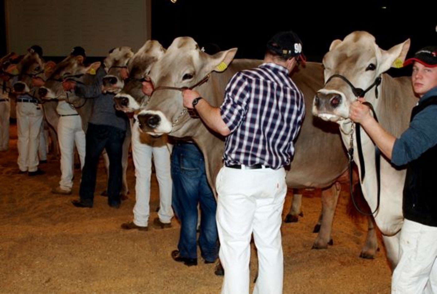 Richter Andreas Walser sprach von einer ausgezeichneten Qualität der aufgeführten Braunviekühen.
