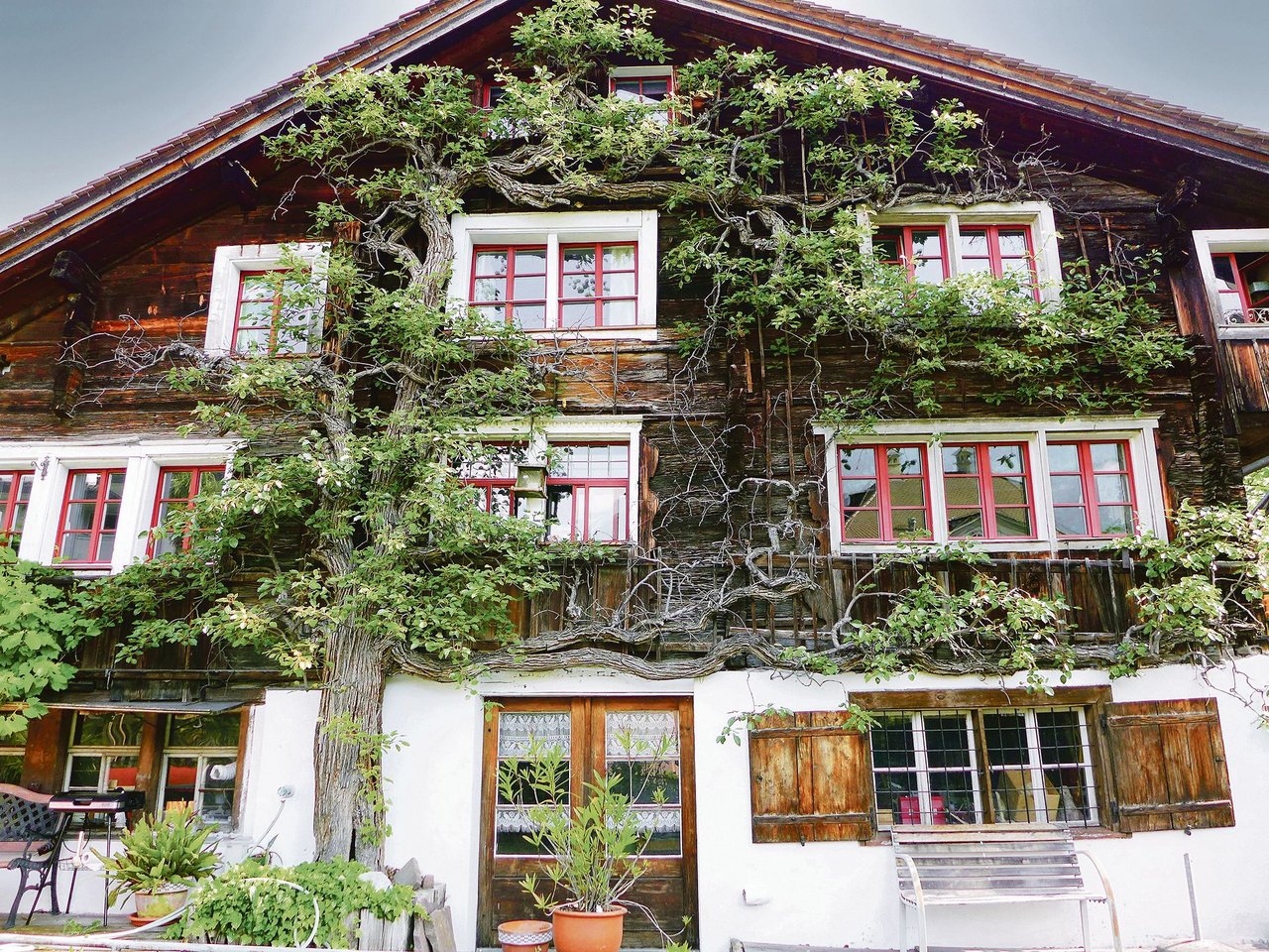 Ein Birnbaumspalier an der Gebäudefassade sieht nicht nur optisch schön aus, er bietet für Nützlinge Lebensraum und sorgt im Sommer für Abkühlung im Aussen- und Innenbereich. (Bild Silvia Meister)
