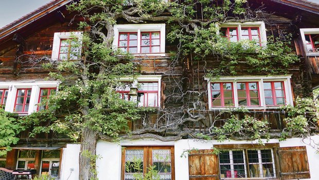Ein Birnbaumspalier an der Gebäudefassade sieht nicht nur optisch schön aus, er bietet für Nützlinge Lebensraum und sorgt im Sommer für Abkühlung im Aussen- und Innenbereich. (Bild Silvia Meister)