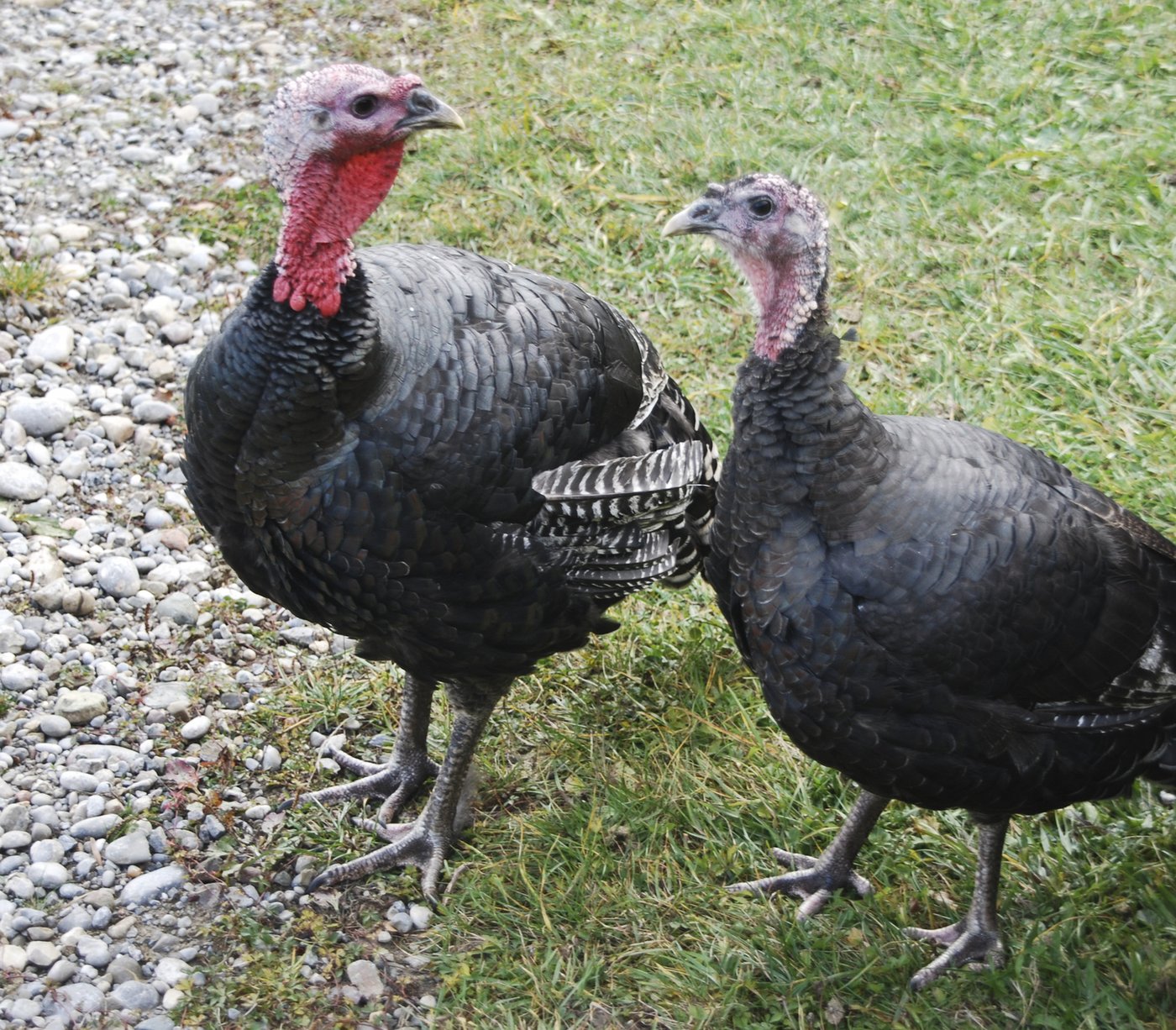 Die Truten werden zwischen sieben und zwölf Kilo schwer. 