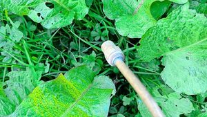 Selbst Einzelbehandlung von Blacken braucht eine Fachbewilligung –  oder umfassende Instruktion durch den Inhaber einer Bewilligung. 