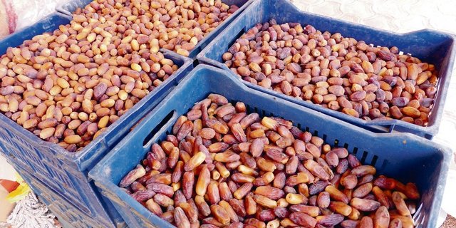 Datteln in Kisten – bereit für den Abtransport in die nächste Stadt, die vier Fahrstunden entfernt ist.