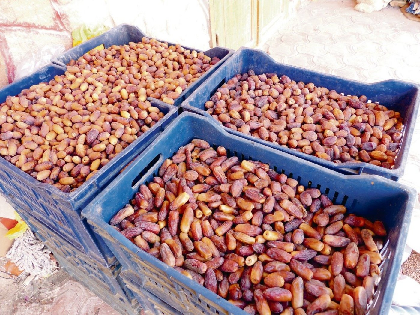 Datteln in Kisten – bereit für den Abtransport in die nächste Stadt, die vier Fahrstunden entfernt ist.