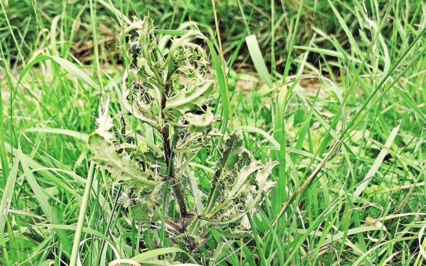 Die Disteln lassen nach der chemischen Behandlung den Kopf hängen. So lässt sich prüfen, ob nachbehandelt werden soll. 