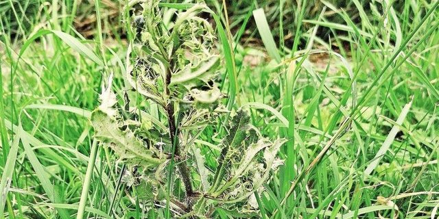 Die Disteln lassen nach der chemischen Behandlung den Kopf hängen. So lässt sich prüfen, ob nachbehandelt werden soll. 