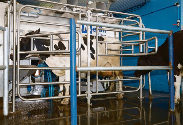 Wieviel Kilogramm Milch ein Roboter pro Kuh und Jahr schafft, hängt von vielen Faktoren ab.(Bild Peter Fankhauser)