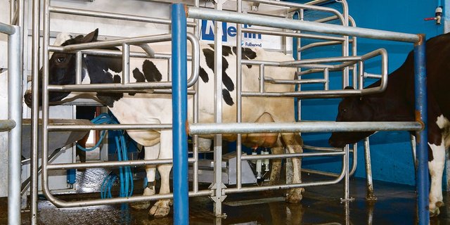 Wieviel Kilogramm Milch ein Roboter pro Kuh und Jahr schafft, hängt von vielen Faktoren ab.(Bild Peter Fankhauser)