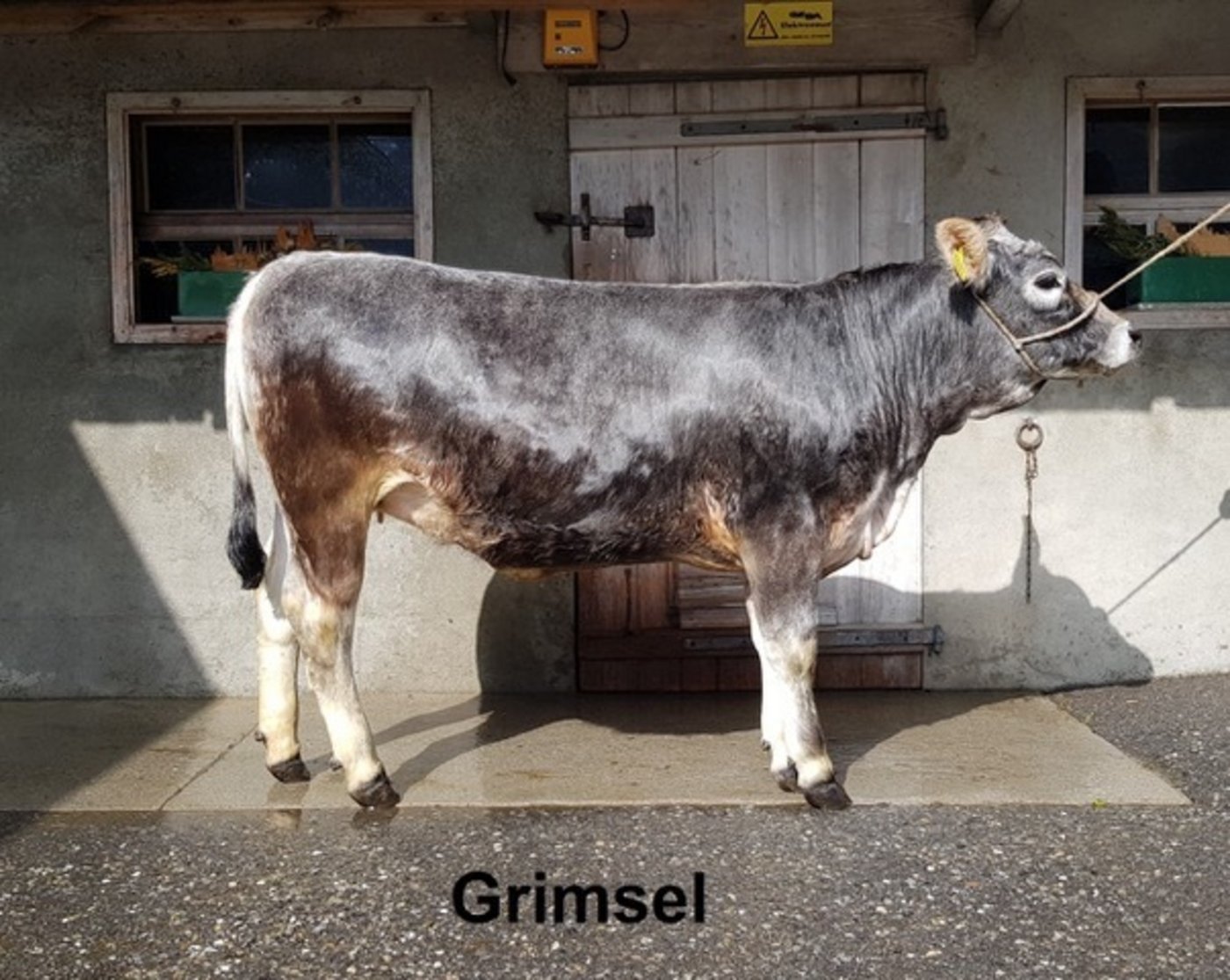 Rinder 2. Rang: Grimsel (Nonos/Batistuta), Benjamin Fankhauser, Eriz BE