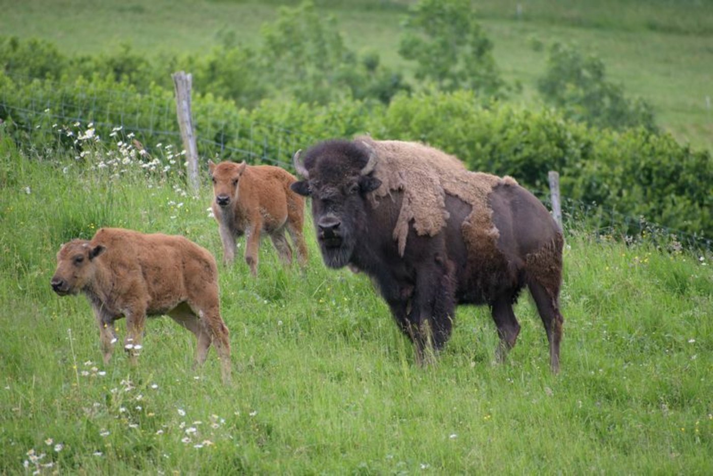 Ein Junges wechselt seine Farbe von fuchsrot zu dunkelbraun. Das geschieht nach etwa 10 Wochen. (Bild Bea Zürcher)