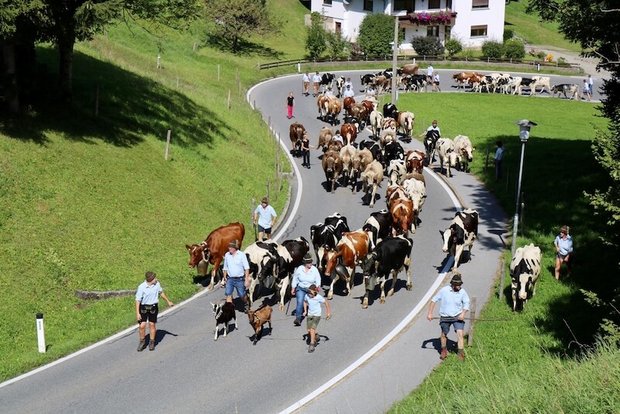 Auf dem Alpabzug helfen Zahlreiche Zügelhelfer mit, damit die Tiere als Einheit durchs Dorf marschieren. (Bild jk) 