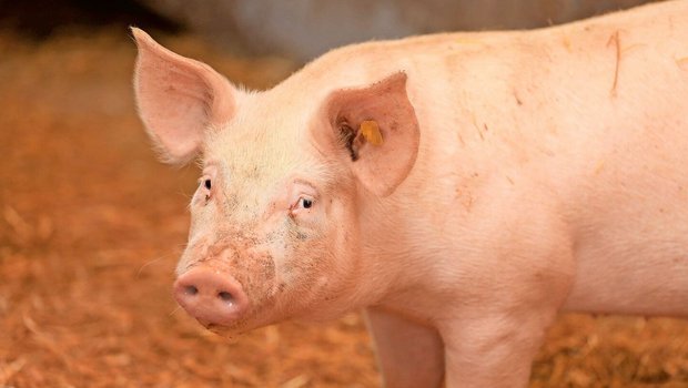 Die Anzahl Schweine ist rückläufig. Darum scheint eine Fusion mit Bayern unumstritten. Kritisiert wird aber die Form. 