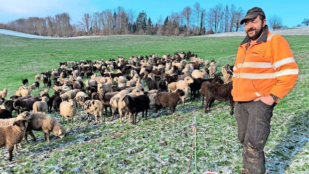 Stefan Stadelmann be Stefan Stadelmann bei seiner Schafherde in einer Weide in Adligenswil. Für den Wolfschutz genüge wie hier theoretisch ein Zaun von 90 cm Höhe. Sein Hund springe allerdings über 1,5 m hohe Zäune…
