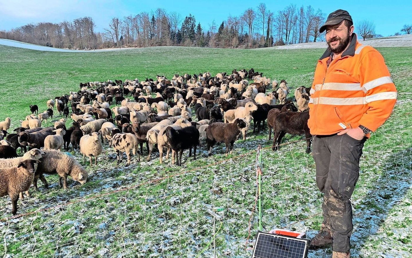 Stefan Stadelmann bei seiner Schafherde in einer Weide in Adligenswil. Für den Wolfschutz genüge wie hier theoretisch ein Zaun von 90 cm Höhe. Sein Hund springe allerdings über 1,5 m hohe Zäune…  