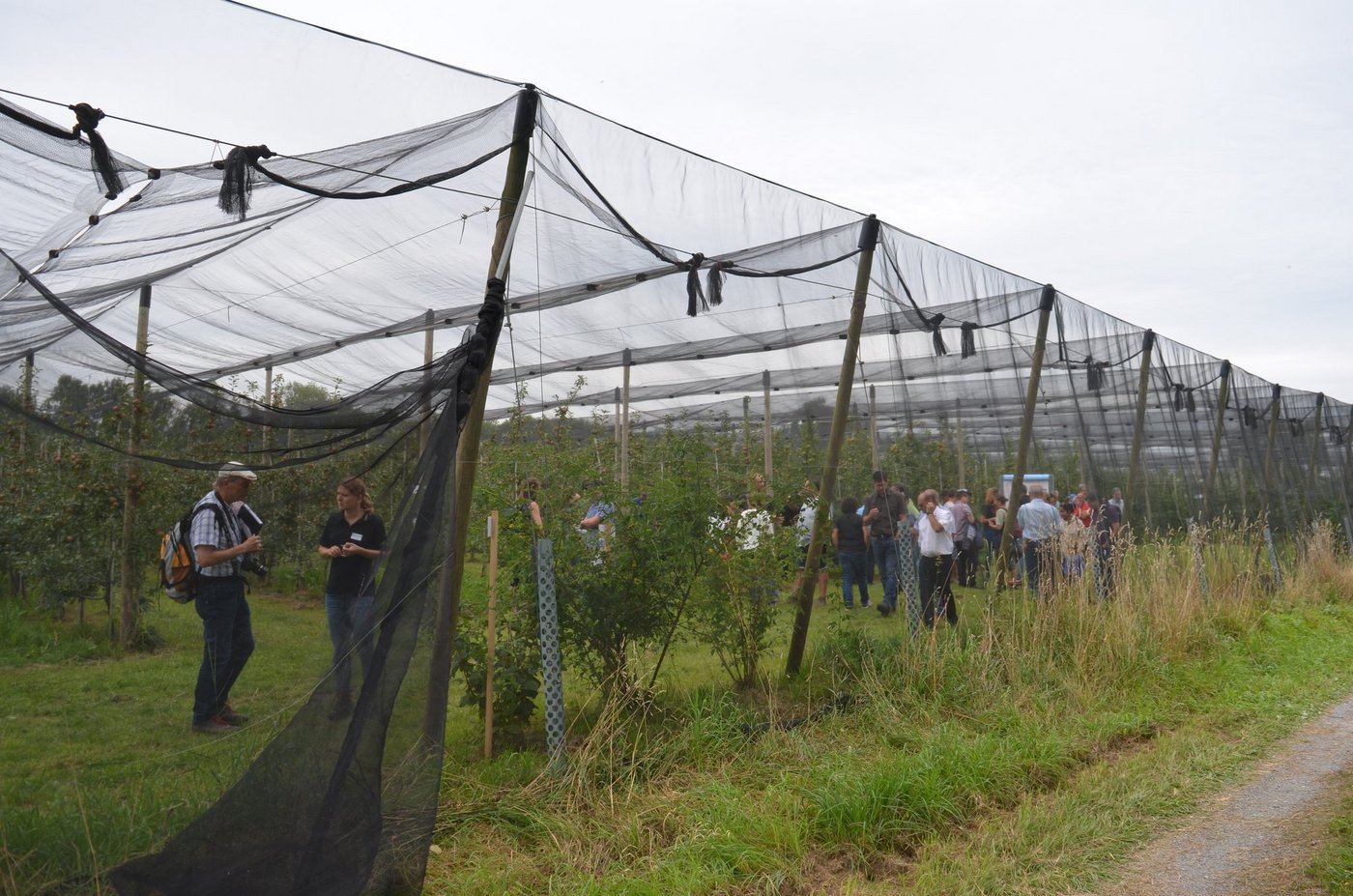 Die Interreg-Versuchsanlage in Sommeri ist komplett eingenetzt. Um Raubmilben anzusiedeln, wurden verschiedene Sträucher gepflanzt (im Vordergrund des Bildes zu sehen). (Bild Isabelle Schwander)