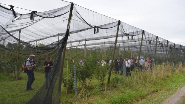 Die Interreg-Versuchsanlage in Sommeri ist komplett eingenetzt. Um Raubmilben anzusiedeln, wurden verschiedene Sträucher gepflanzt (im Vordergrund des Bildes zu sehen). (Bild Isabelle Schwander)