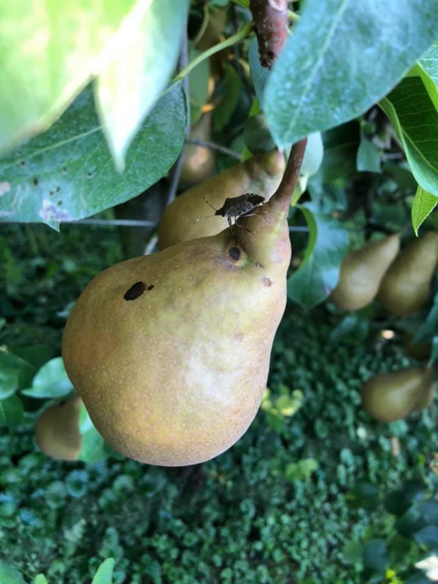 Wegen den Wanzen: Die ganze Ernte ist dahin. (Bilder Facebook / Rettet die Ernte vor dem Müll - CH)