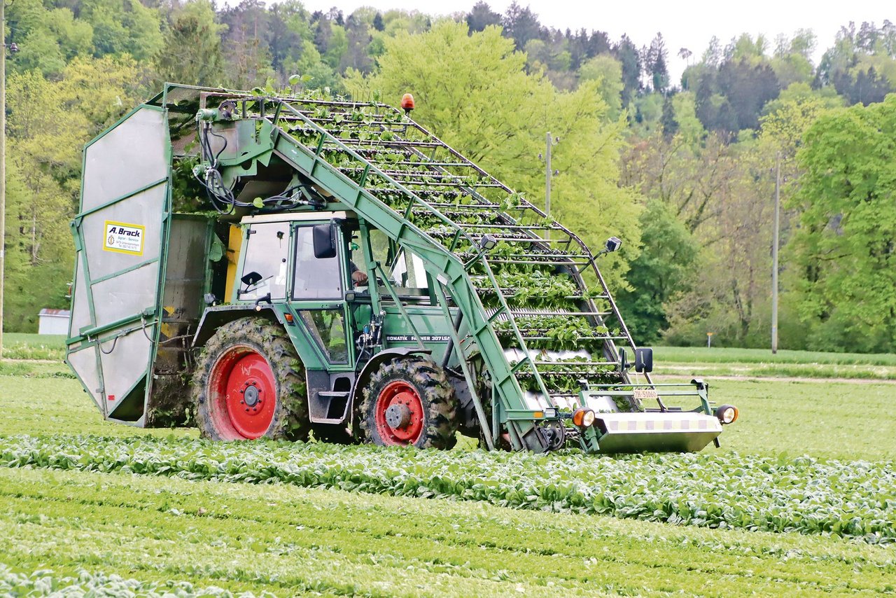 Mit einer Spezialmaschine wird der in Beeten angebaute Blattspinat geerntet. Das Erntegut wird über den Traktor dem Bunker zugeführt. (Bild Roland Müller)