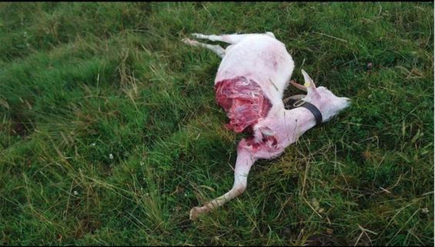 Welches Tier die Ziege gerissen hat, steht noch nicht fest. (Bild Michael Oesch)