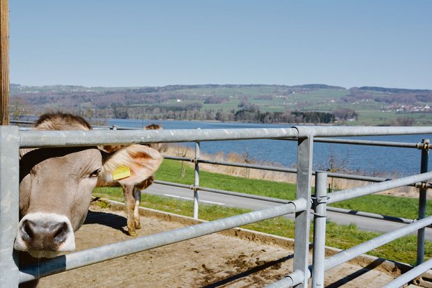 Die Sanierung des Baldegger- und Hallwilersees ist langwierig Der Phosphoreintrag in den Baldeggersee entsprach im Jahr 2019 exakt dem Zielwert. (Bild aem)