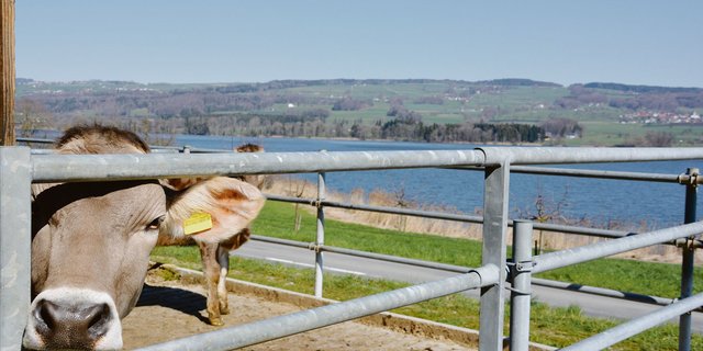 Der Phosphoreintrag in den Baldeggersee entsprach im Jahr 2019 exakt dem Zielwert.  (Bild aem)