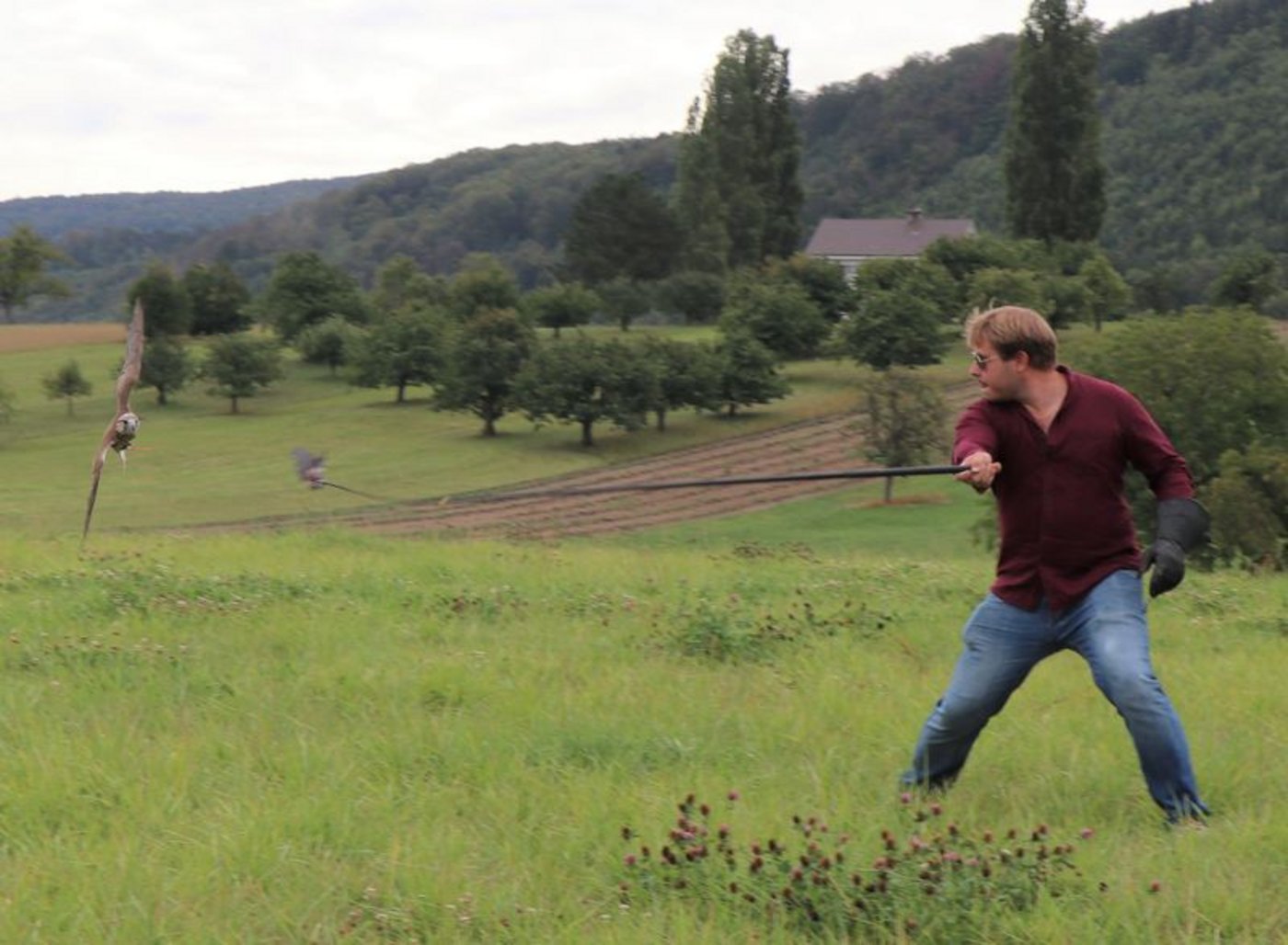 Saker-Falken-Weibchen Vali nimmt Kurs auf das Federspiel, welches Benjamin Gregor-Smith durch die Luft schwingt. (Bild as) |