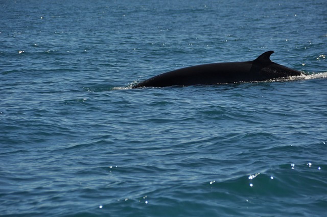 Im Vergleich zu 1987 gibt es dreimal Mehr Finnwale rund um Island. (Bild pixabay)