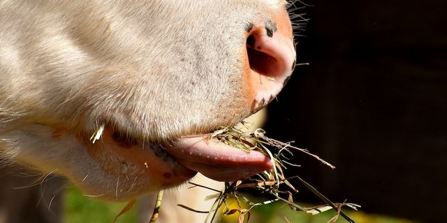 Heu und Gras können Menschen nicht verwerten. Der Anbau von Futtermitteln kann aber den Ackerbau für die menschliche Ernährung konkurrenzieren. (Bild Pixabay)