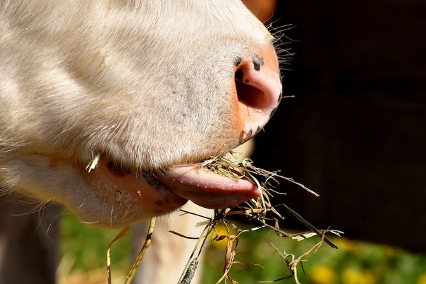 Heu und Gras können Menschen nicht verwerten. Der Anbau von Futtermitteln kann aber den Ackerbau für die menschliche Ernährung konkurrenzieren. (Bild Pixabay)