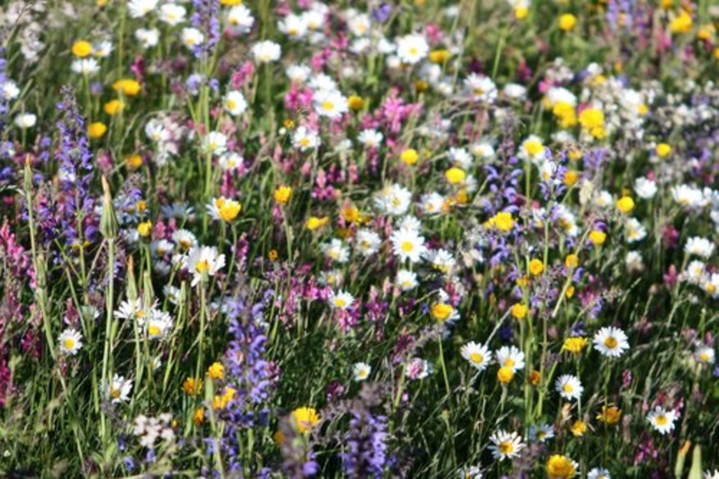 Werden die Pflanzenarten gezielt gewählt, reduzieren Nützlinge die Schädlinge auf natürliche Weise. (Bild: Monika Toutsch-Gredig/landwirtschaft.ch)