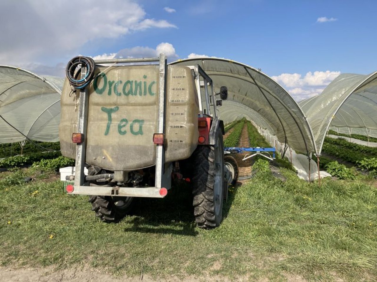Die Erbeeren von Patrik Niederhauser bekommen regelmässig eine Dusche mit Komposttee – die Mikroorganismen im Tee sollen die Erdbeerpflanzen stärken und schützen. (Bilder lid/rh) 