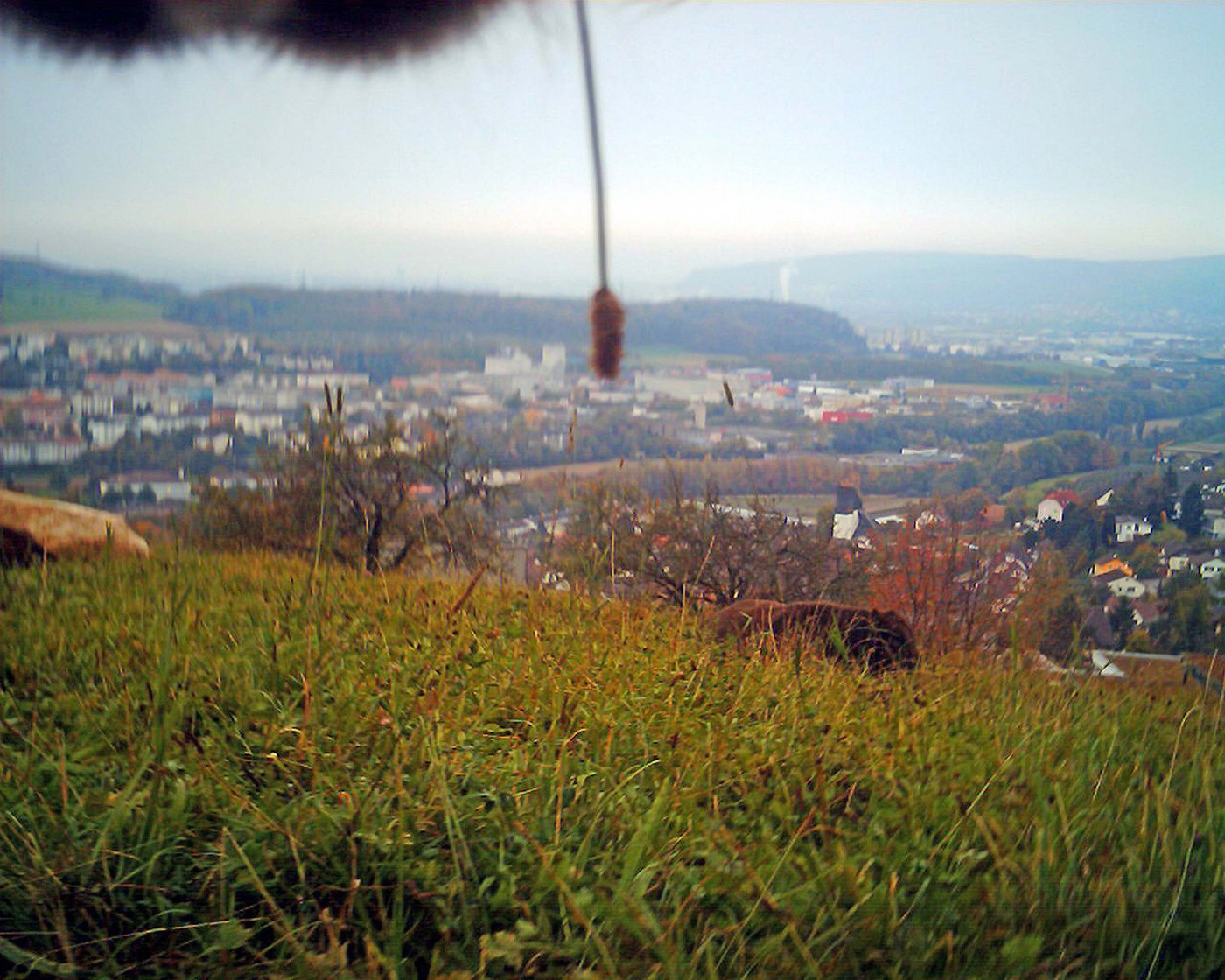 Kuh Sofie fotografiert ihre Welt auf dem Hümpelihof. Es ist das erste Cowcam-Bild, über 20'000 folgen. (Bild: zvg)
