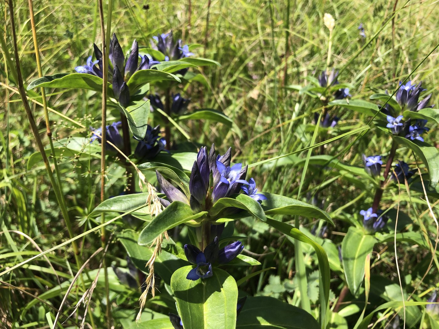 Ein besonderes Highlight in Andrea Shmidlin-Meurys Wiese: der seltene Kreuzenzian. Die bedrohte Pflanze wächst an mehreren Standorten auf der «Meisterwiese». (Bild lja)