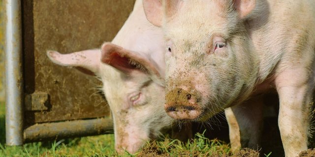 In einer Freilandhaltung in Süddeutschland ist die Afrikanische Schweinepest ausgebrochen. Mit etwas Glück «nur» punktuell.