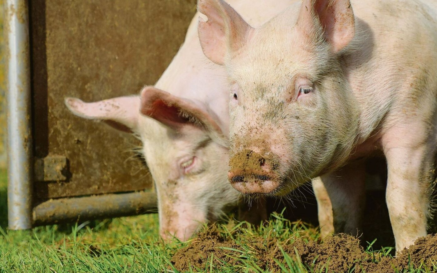 In einer Freilandhaltung in Süddeutschland ist die Afrikanische Schweinepest ausgebrochen. Mit etwas Glück «nur» punktuell.