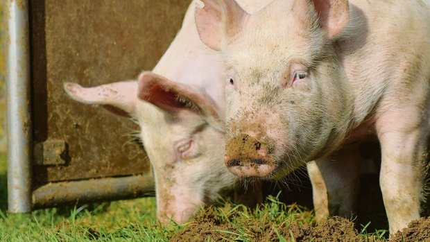 In einer Freilandhaltung in Süddeutschland ist die Afrikanische Schweinepest ausgebrochen. Mit etwas Glück «nur» punktuell.
