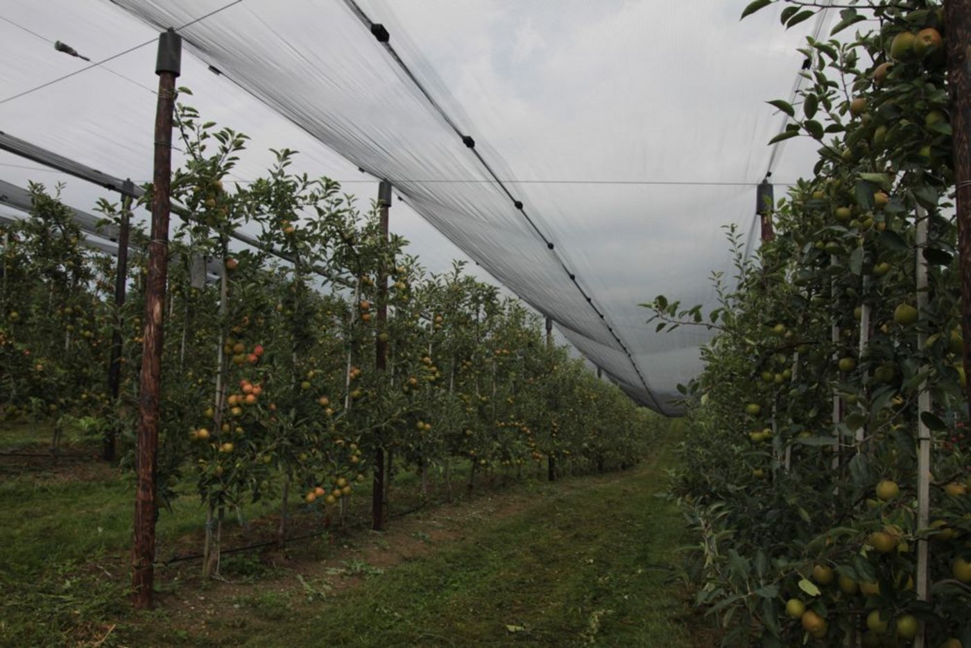 Eine Obstanlage unter Hagelnetz. (Bild BauZ)