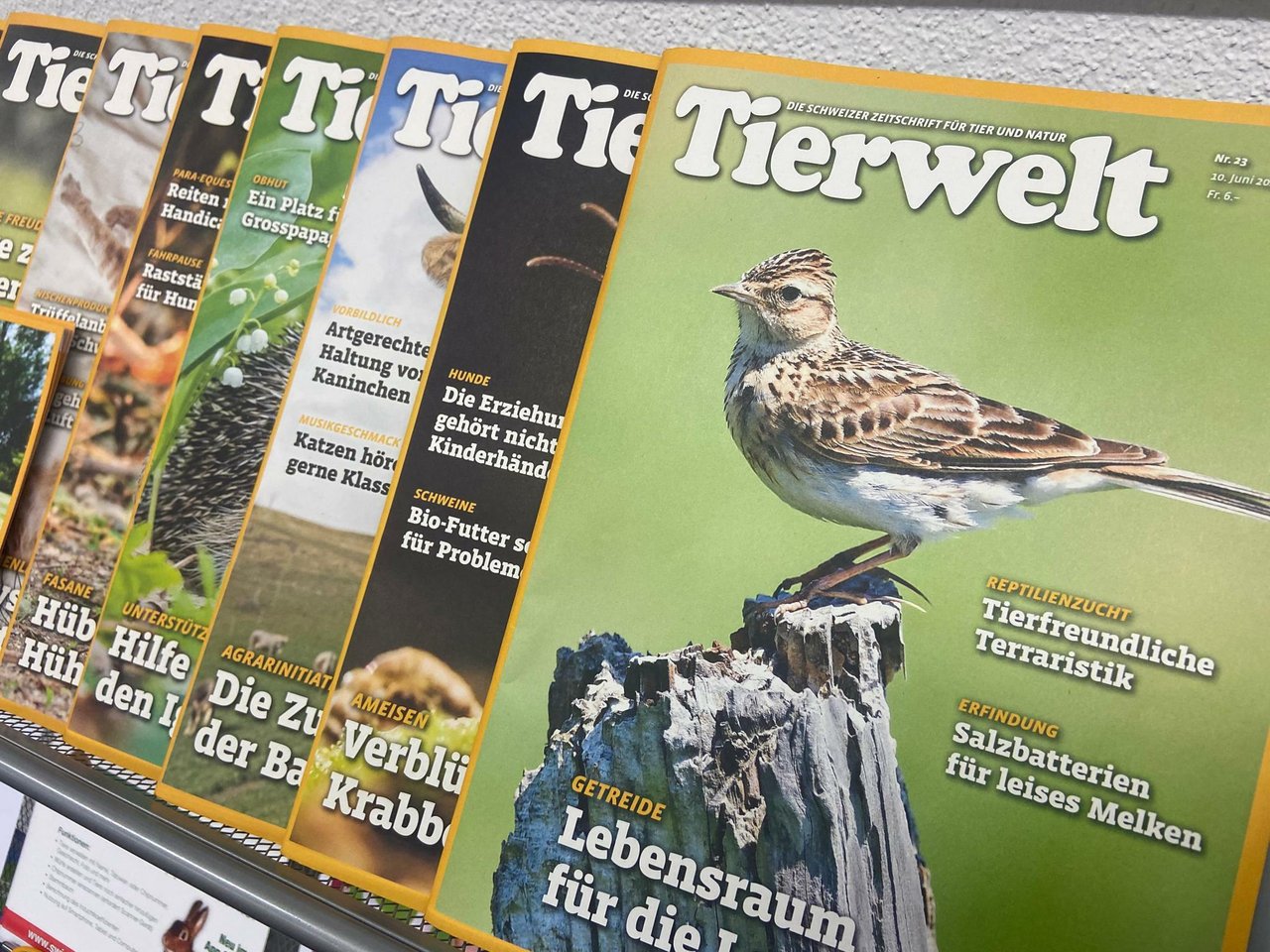 Ein Traditionstitel: Die Tierwelt erscheint seit 130 Jahren und wird seit 1926 in Zusammenarbeit mit der ZT Medien AG (Zofingen) produziert. (Bild Adrian Krebs)