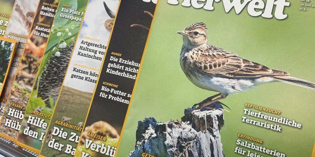 Ein Traditionstitel: Die Tierwelt erscheint seit 130 Jahren und wird seit 1926 in Zusammenarbeit mit der ZT Medien AG (Zofingen) produziert. (Bild Adrian Krebs)