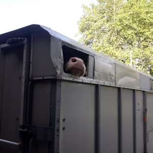 Der Frischluftzufuhr und dem Schutz vor Sonne ist dieser Tage beim Transport von Nutztieren grosse Beachtung zu schenken. (Bild sb)