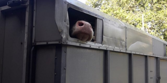 Der Frischluftzufuhr und dem Schutz vor Sonne ist dieser Tage beim Transport von Nutztieren grosse Beachtung zu schenken. (Bild sb)