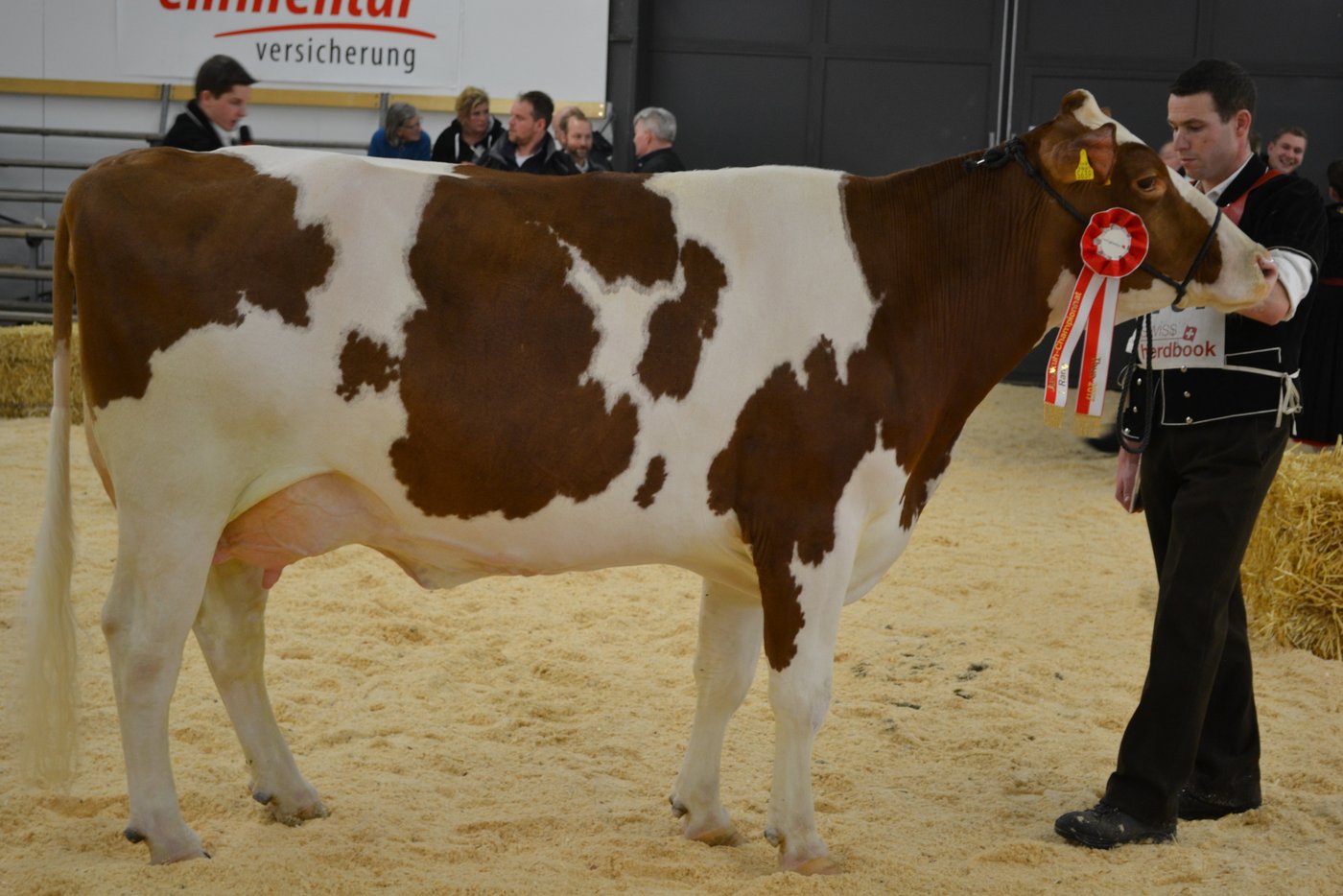 Die Miss Swiss Fleckvieh kommt aus dem Stall von Hans und Res Staub aus Eriswil BE und heisst Loyd Jana.