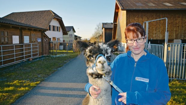 Monika Blättler mit Terso an der Halfter. Sie kann fast alle ihre Alpakas an der Halfter führen, zudem hören die Tiere auf ihren Namen.(Bilder Franziska Jurt)